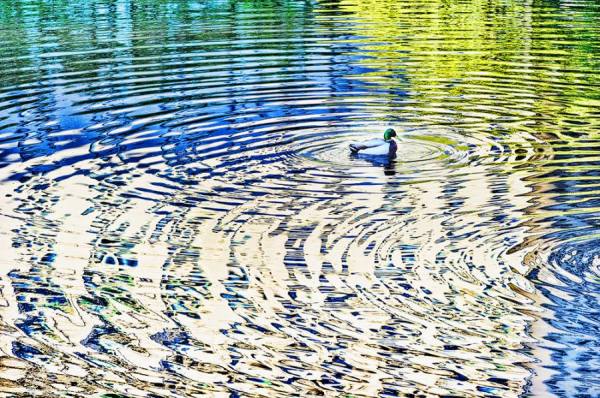 Photograph Mitchell Funk Duck Circles on One Eyeland